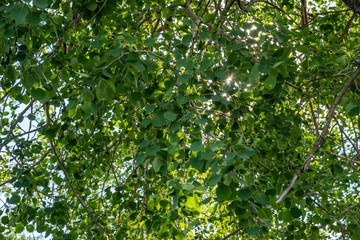 Birch tree foliage in morning light with sunlight