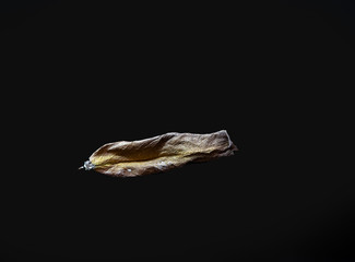 Blatt-  verwelkt