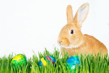 Easter bunny in green grass with painted eggs on white background