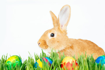 Easter bunny in green grass with painted eggs on white background