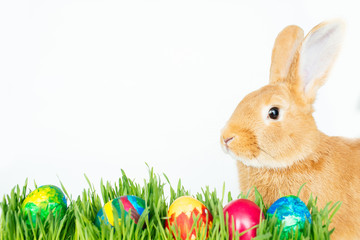 Easter bunny in green grass with painted eggs on white background