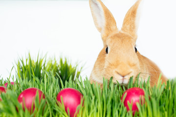 Easter bunny in green grass with painted eggs on white background