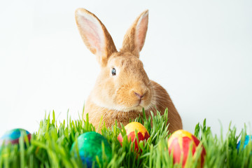 Easter bunny in green grass with painted eggs on white background