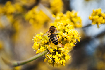 Bee. Yellow flowers. Honey production. Flowering tree, close up. A honey bee collects pollen from a fruit tree. Dogwood tree in bloom.