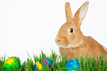 Easter bunny in green grass with painted eggs on white background.