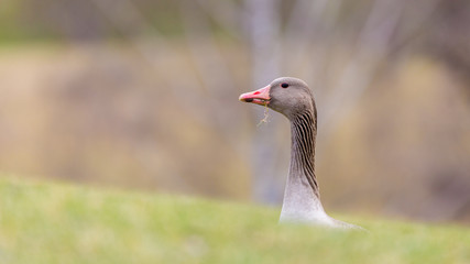 Munich, Bavaria / Germany - Feb 20, 2020: Grey goose with a suspicious look. Stretching its neck to see what's behind the hill. Concept for curiosity, supervision, being interested. Cute animal.