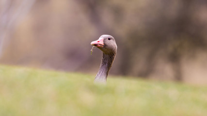 Munich, Bavaria / Germany - Feb 20, 2020: Who's there? Grey goose with slightly twisted neck looking curiously to the camera. Concept for curiousity, questioning someone, suspicion. Cute animal.