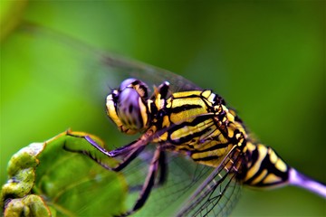 nature beauty