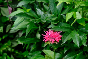 鮮やかなピンクの花＿サガギク