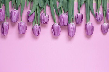 Beautiful tulips in a row on a pink background, top view. Flowers background concept.