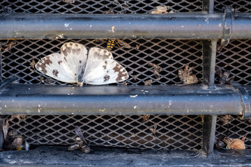 A lot died splattered insects on car's protective radiator grille. Protective grille in front of a car engine cooling radiator. Engine overheat cause.