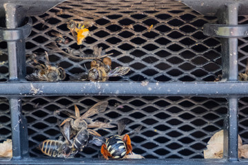 A lot died splattered insects on car's protective radiator grille. Protective grille in front of a car engine cooling radiator. Engine overheat cause.