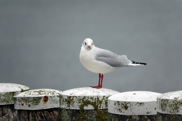 Möwe