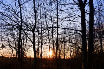 trees at the suneset