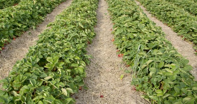Rows of Strawberry bushes with ripe fruit, slow tilt up shot