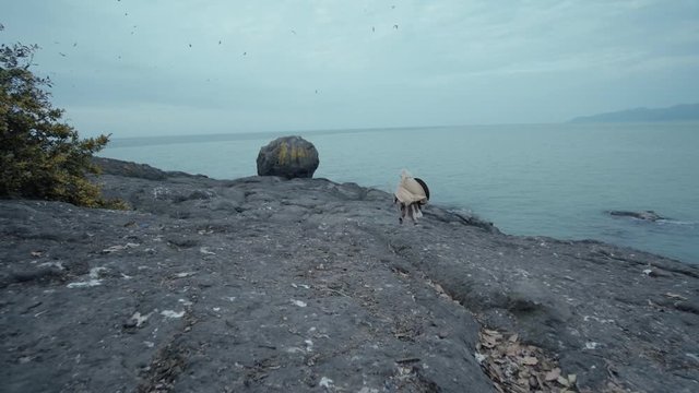 Man walking on deserted island on the beach. Man with a spear and a shield.