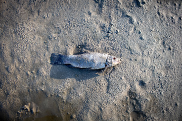 Toter Fisch am Strand, Fischsterben, Nordsee