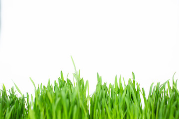 Green grass on a white background