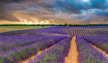 Plakat Lavender field