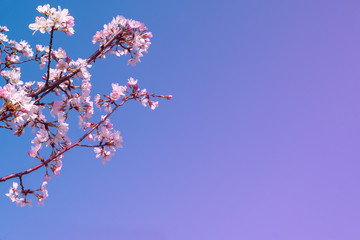 Blooming apple tree brach. Blossom tree background. Spring.