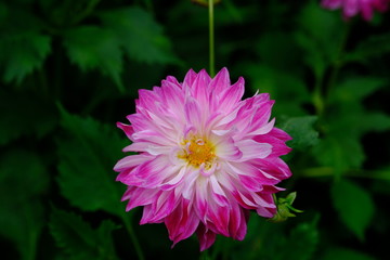 立派なピンクのダリア