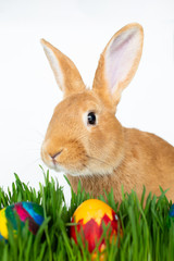Easter bunny in green grass with painted eggs on white background.