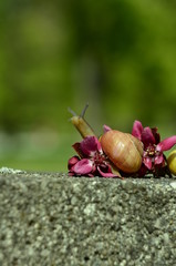 snail in the flowers