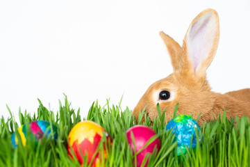 Easter bunny in green grass with painted eggs on white background.