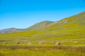 Obraz premium Hay harvesting on green meadow and blue sky background. Rural landscape.