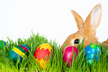 Easter bunny in green grass with painted eggs on white background.