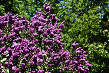 Fototapeta premium A branch of a flowering flowers lilac