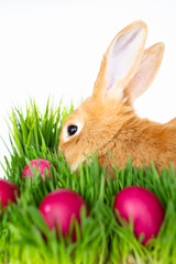 Easter bunny in green grass with painted eggs on white background.