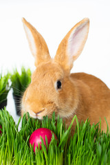 Easter bunny in green grass with painted eggs on white background.