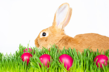 Easter bunny in green grass with painted eggs on white background.