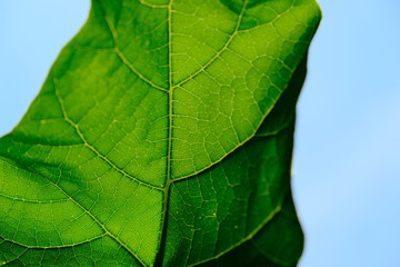 Green leaf texture macro closeup. Abstract green leaf.