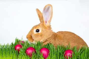 Easter bunny in green grass with painted eggs on white background.