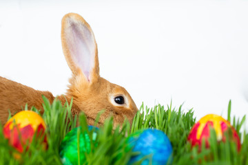 Easter bunny in green grass with painted eggs on white background.