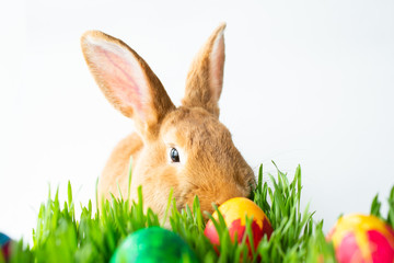 Easter bunny in green grass with painted eggs on white background.