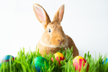 Easter bunny in green grass with painted eggs on white background.