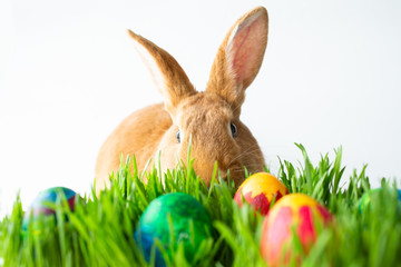 Easter bunny in green grass with painted eggs on white background.