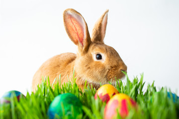 Easter bunny in green grass with painted eggs on white background.