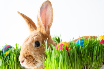 Easter bunny in green grass with painted eggs on white background.