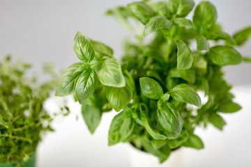 healthy eating, gardening and organic concept - close up of green basil herb