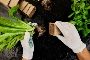 Hands of gardener puts greeners in peat container with soil, planting a plant with gardening tools....