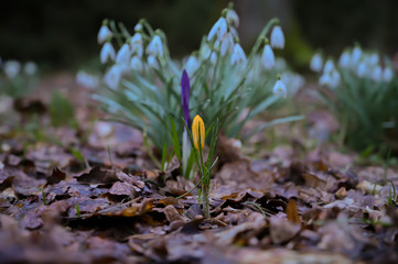 Krokus Familie