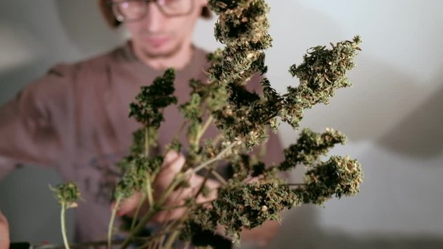 Manual processing of cannabis buds of medical marijuana with old scissors. 4k