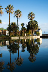 Obraz premium Tall palm trees by the lake. 