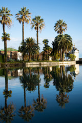 Fototapeta na wymiar Tall palm trees by the lake. 