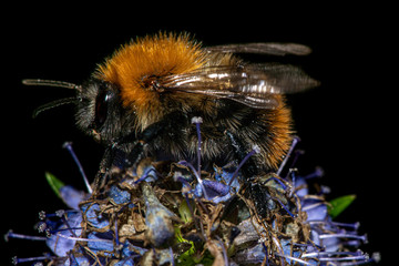 Detailed close up of a bumblebee sitting on a flower