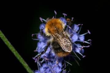 Detailed close up of a bumblebee sitting on a blue flower